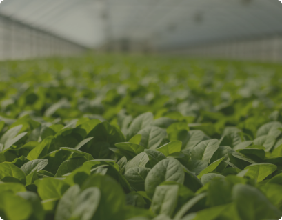 image of plants in a greenhouse farm