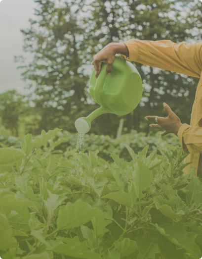 person watering plants