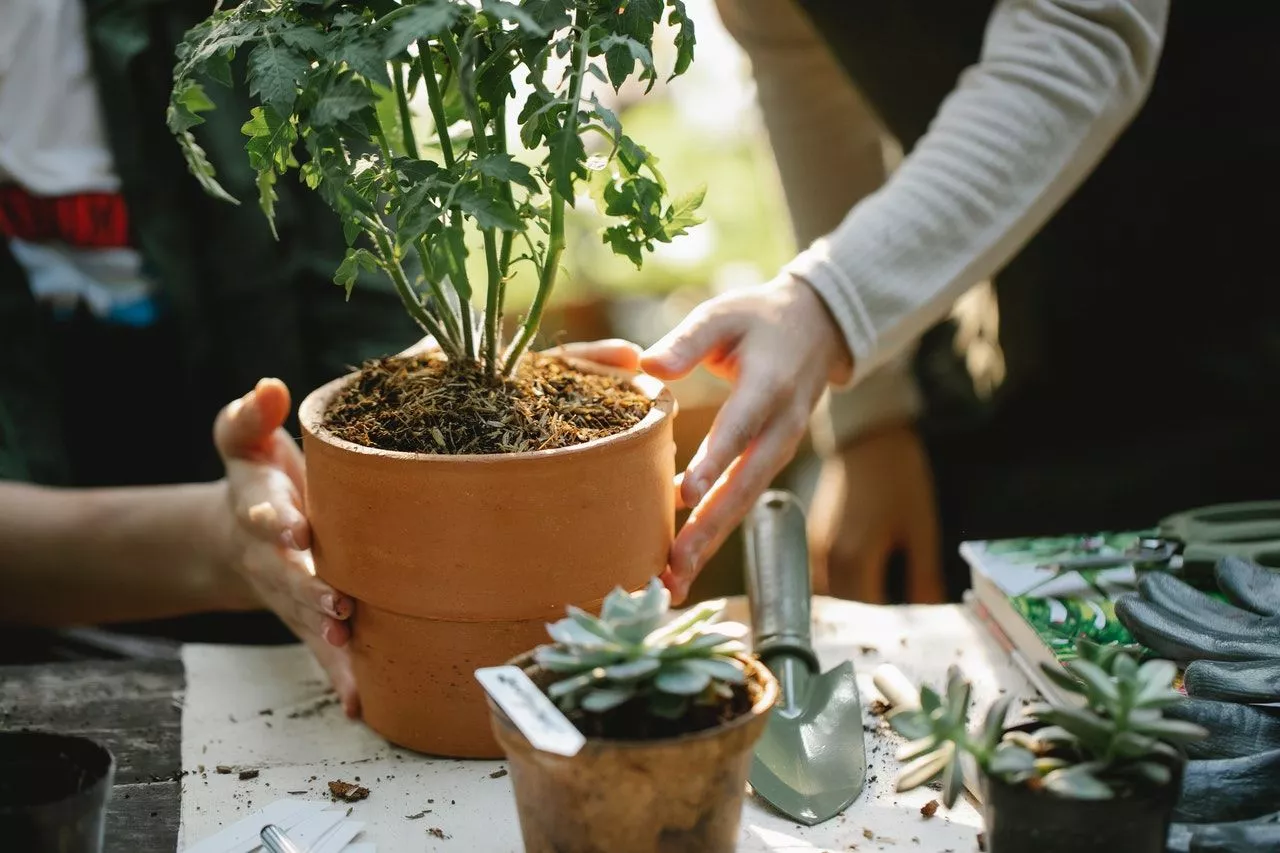 two people putting a plant on a pot