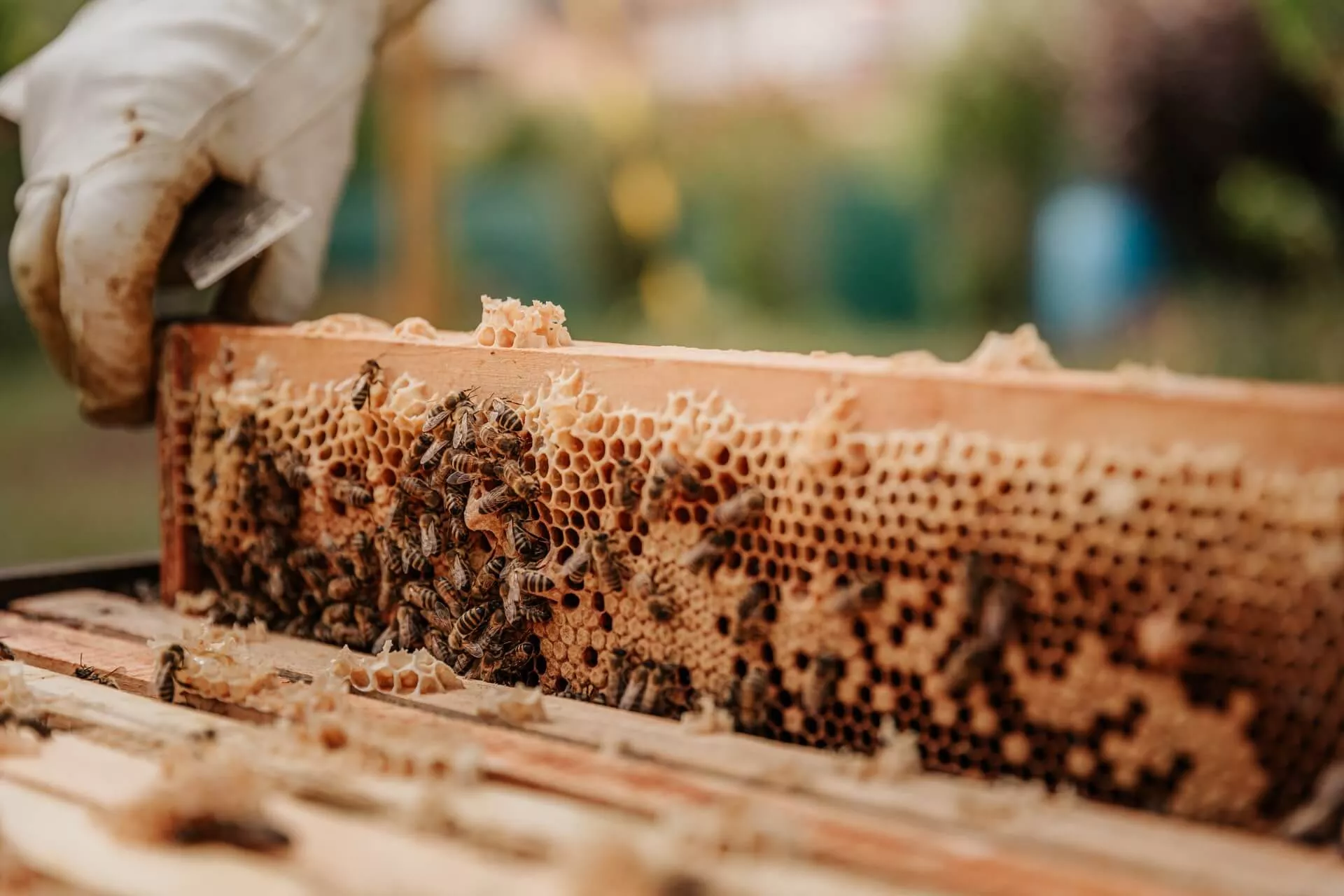 bee hives in an apiary