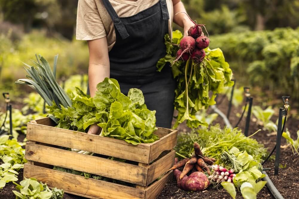 female farmer putting fresh vegetable harvest in wooden crate